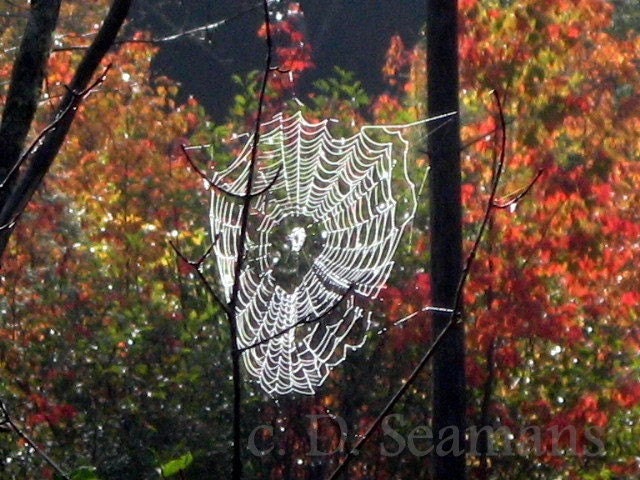 Autumn Cobweb in the Woods Note Card