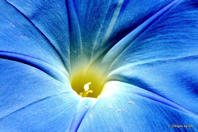 Heavenly Blue Morning Glory Close Up, Macro, Nature, Flower