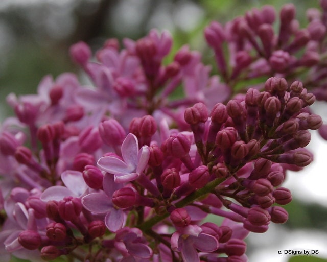 Purple Lilac Note Card Photo Insert, greeting card, get well, happy birthday, thank you