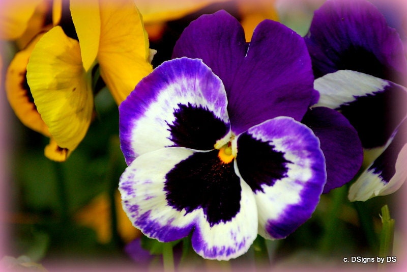 Purple and White Pansy Photo Insert Note Card, Flowers, Gardens, Nature