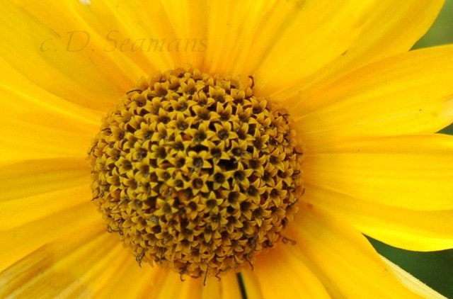 Bright As Sun Note Card