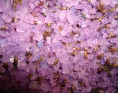 R & R Lover's Lavender Bath Salts