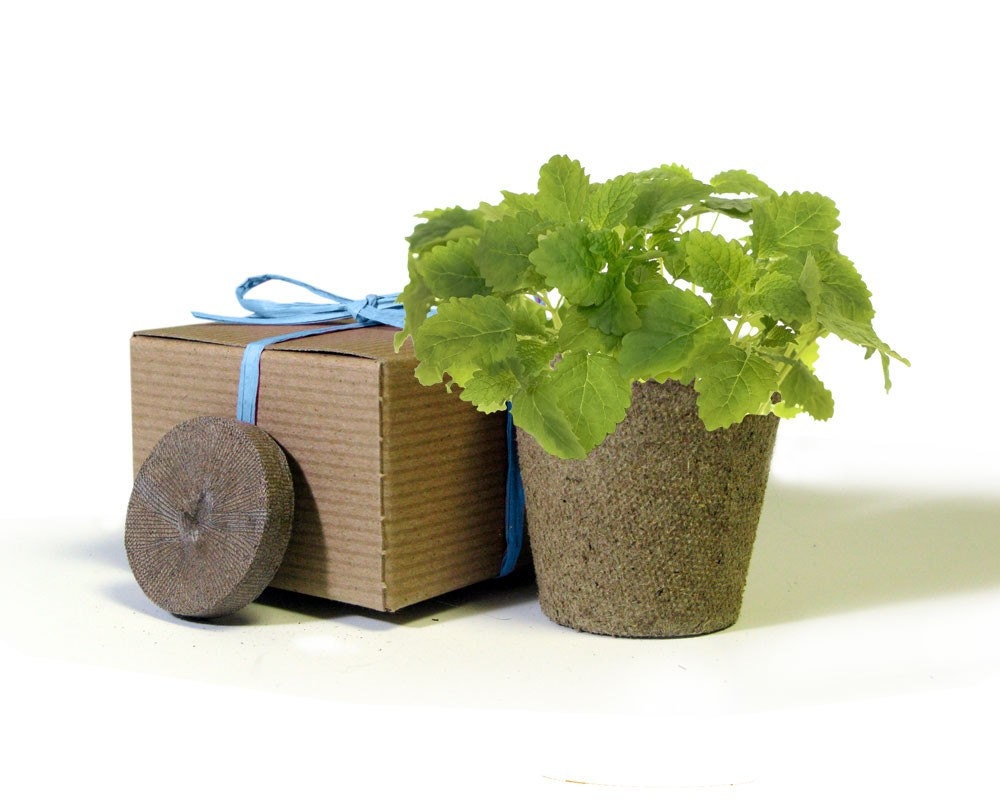 Eco-Friendly Herb Box Junior Wedding Favor - MINT