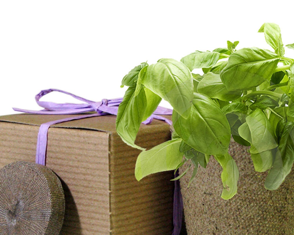 Eco Friendly Herb Box Wedding Favor - Basil - Lavender