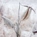 Frozen Milkweed Pods Photograph - Winter, Frosty, White, Neutral, Nature - Fine Art Photo