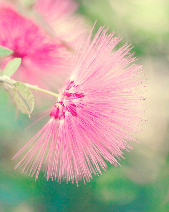 Flower Photography - Pink Flower - 8x10, Spring and Summer Floral Home Decor
