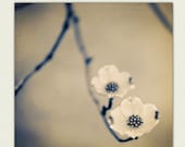 Nature Print  - Dogwood Photograph -  neutral home decor -  Antique - spring print, vintage inspired,  muted, spring decor, earth tones