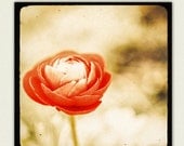 Nature Photography - ranunculus print, flower wall art - Ruby - nature print, crimson red, botanical home decor
