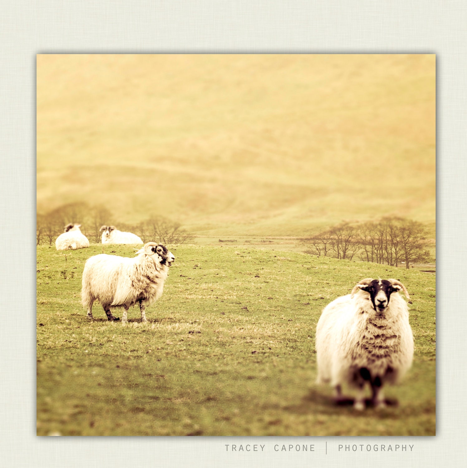 Photography - Sheep Art, Nursery Wall Decor, Home Decor - Watch - whimsical decor, playroom art, Scotland photography