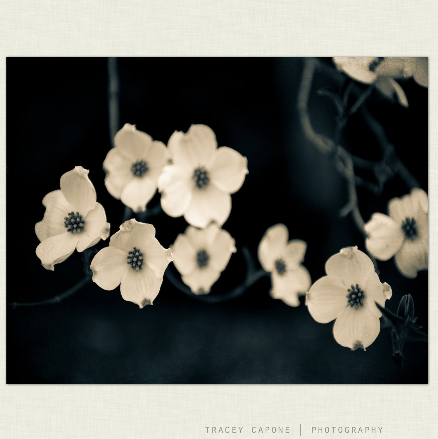 Flower Photograph, Dogwood nature art - Cornouiller - nature prints, dogwood prints, nature photography, home decor, wall art