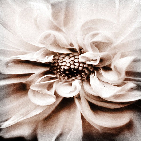 Fine Art Photography - three 8x8 prints - nature decor - Texture - dogwood wall art, sea urchin home decor, flower photography