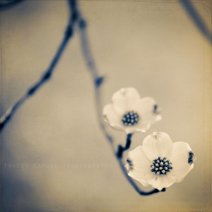 Nature Print - Dogwood Photograph - neutral home decor - Antique - spring print, vintage inspired, muted, spring decor, earth tones