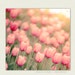 Nature - Pastel Pink Tulips Photograph - Etsy Wall Decor -  Afternoon Haze -  girls room decor, feminine wall art, playroom decor, 8x8