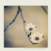 Nature Print - Dogwood Photograph - neutral home decor - Antique - spring print, vintage inspired, muted, spring decor, earth tones