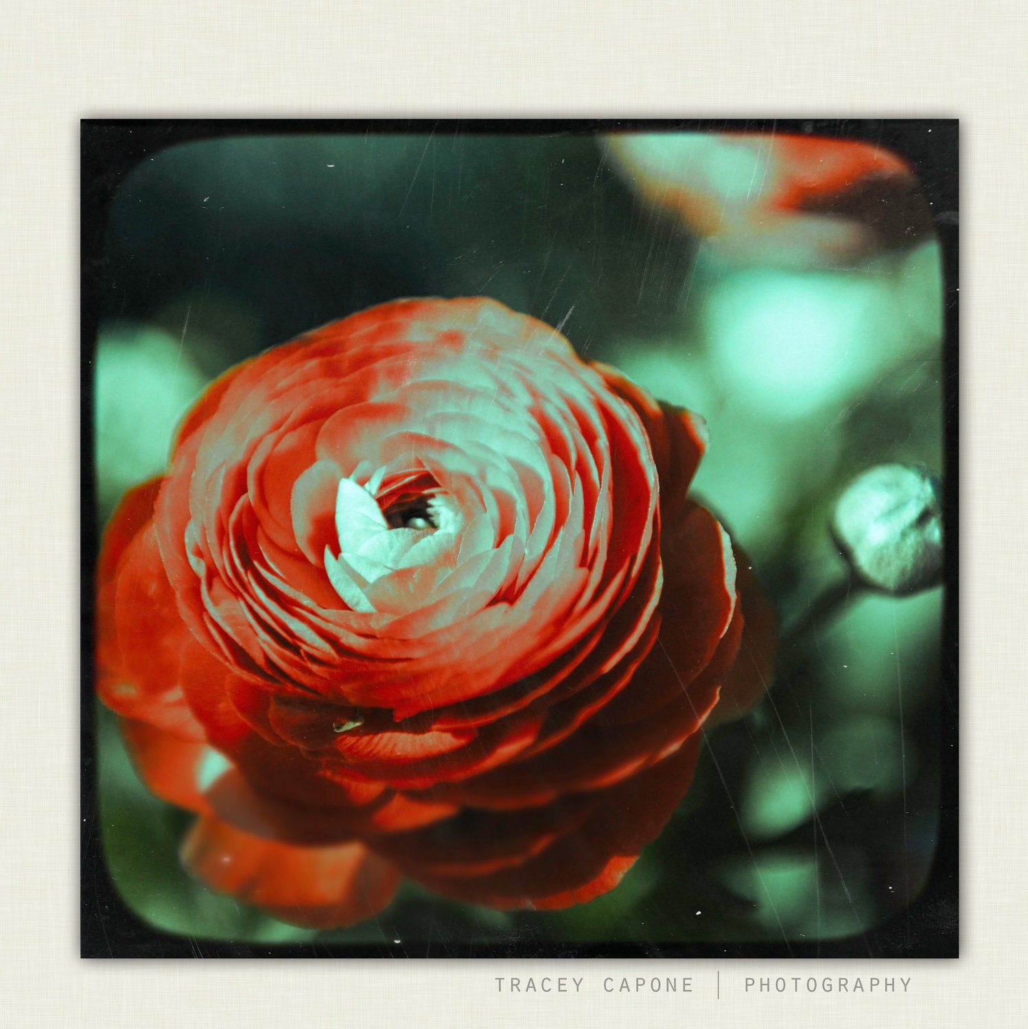 Nature Photograph - ranunculus prints, flower photograph - Ranunculus No 2 - girls room decor, botanical home decor, nature prints