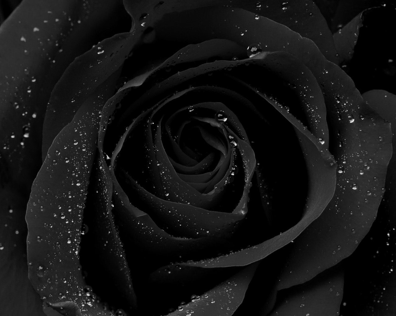 Black Roses Perfume Oil - 5 ml. - Dark Rose, Black Oud, Black Musk - Alkemia