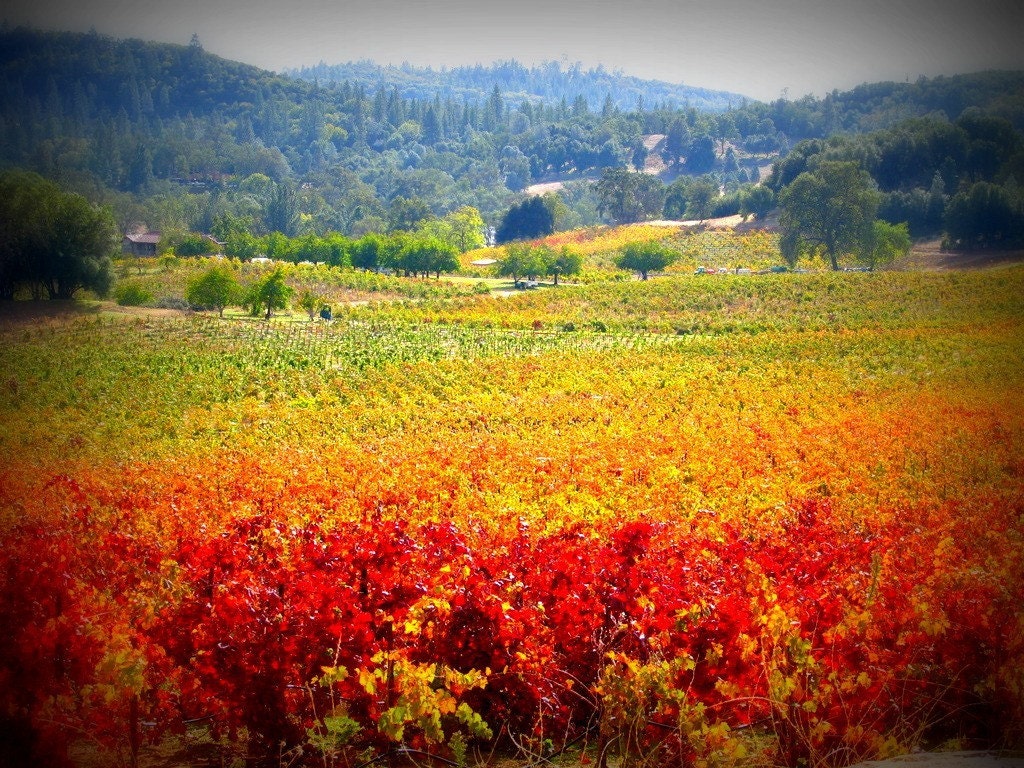 Autumn Vineyards - Gallery Wrap Canvas Photograph 16x20 - landscape fall autumn vineyard wine country art print home decor