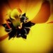 March poppy - signed 5x5 fine art print