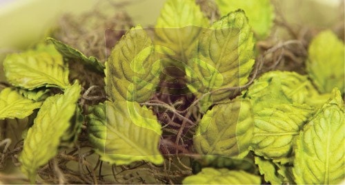 Prima Flower - Leaves- Mulberry Paper