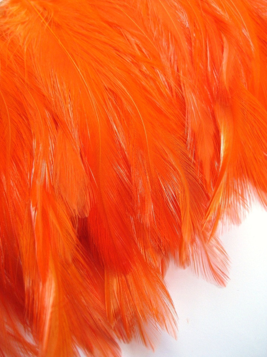 Orange Feathers