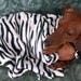 Small Zebra Print Chewing Blanket