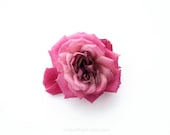Rose. 8x10. Fine Art Photographic Natural History Print. Minimal simple style. Natural Home Decor. Indoor garden botanical. Mother's Day
