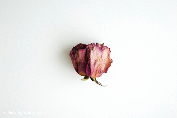 Dried Rose. 8x10. Fine Art Photographic Natural History Print. Minimal. Natural Home Decor. Indoor garden botanical. Mother's Day - MilesOfLight