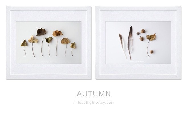 Autumn Feathers. 8x10. Fine Art Photographic Natural History Print. Minimal simple style. Natural Home Decor. Indoor garden botanical