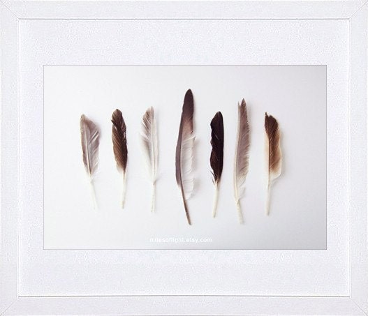 Autumn Feathers. 8x10. Fine Art Photographic Natural History Print. Minimal simple style. Natural Home Decor. Indoor garden botanical