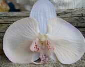 Orchid Hair Clip-Peaches and Cream