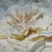 Starfish Beach Wedding Floral Hair Clip or Broach-CREAMY IVORY-Beach Weddings, Bridal Hair Piece, Proms, Elegance, Ivory Weddings