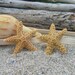 Starfish Headband with Two Sugar Starfish-Tan-Hippy Chic, Beach Hair, Mermaid Hair, Boho Coastal, Jersey Shore, Nautical, Beach Weddings