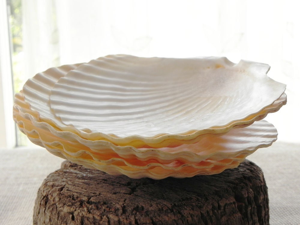 5 Large Natural Scallop Sea Shells By Dkgeneralstore On Etsy