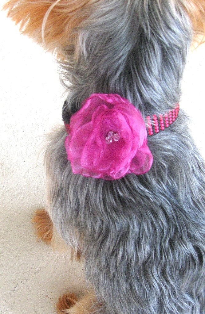 Dog Collar Flower