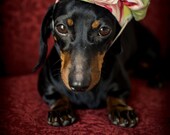 Pink Rose Print Dog Beret Hat
