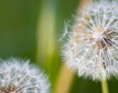Puffy Dandelion  Fine Art Photography - 5x7