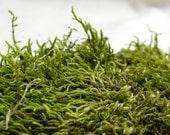 Medium Bag of Live Green Moss for Indoor Terrariums
