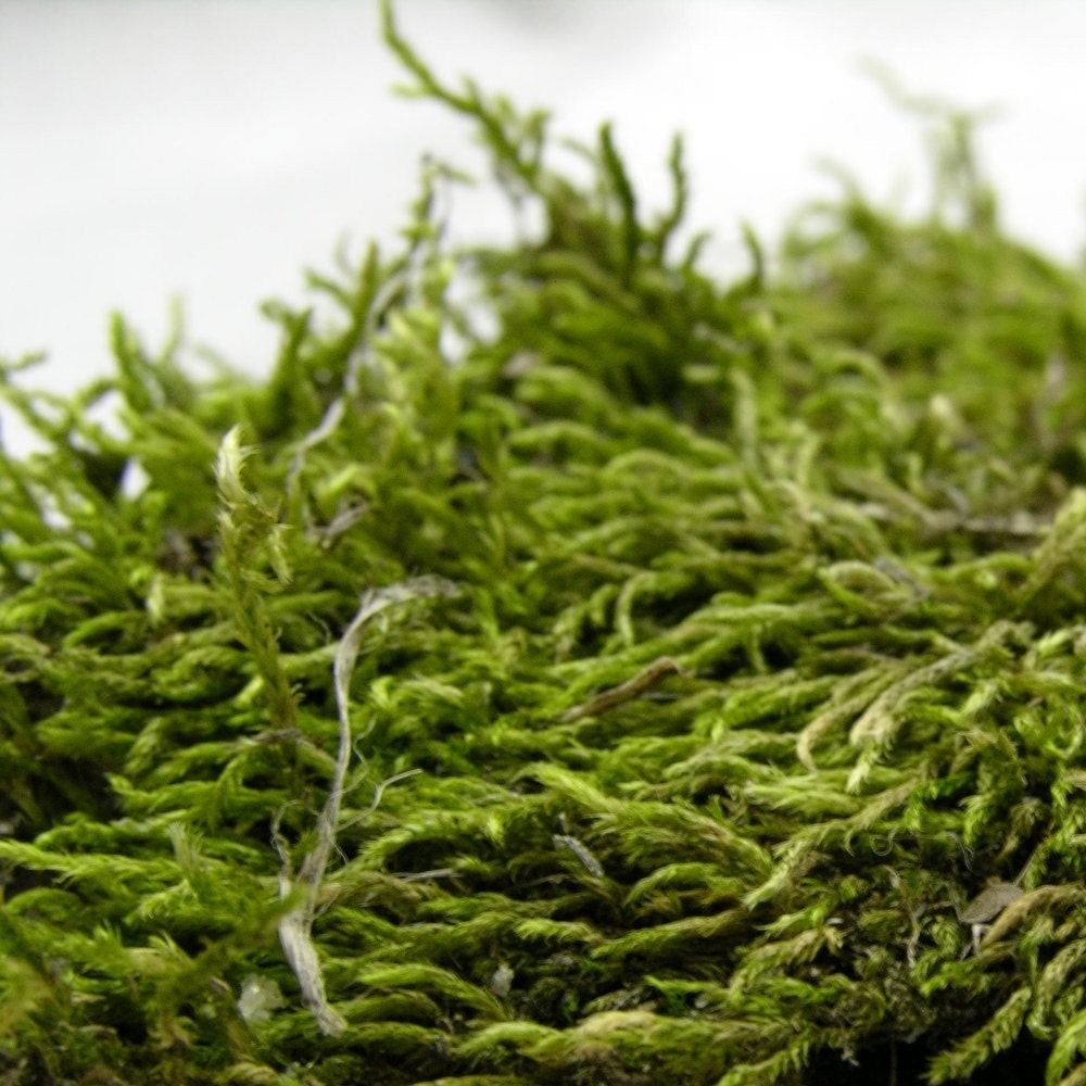 Small Bag of Live Green Moss Terrarium Supplies - welchva