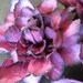 Handmade Cranberry Paper Flowers - Set of 4