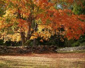 Fall photograph - Orange leaves 8x10 fine art print - New England photography, rustic, country, home decor, orange and yellow tree
