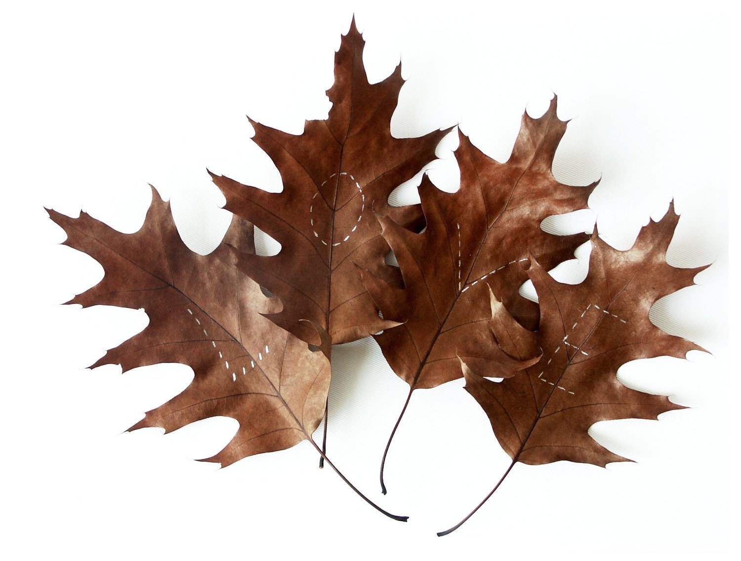 Autumnal Love - fine art photography print  8x12 or 5x7