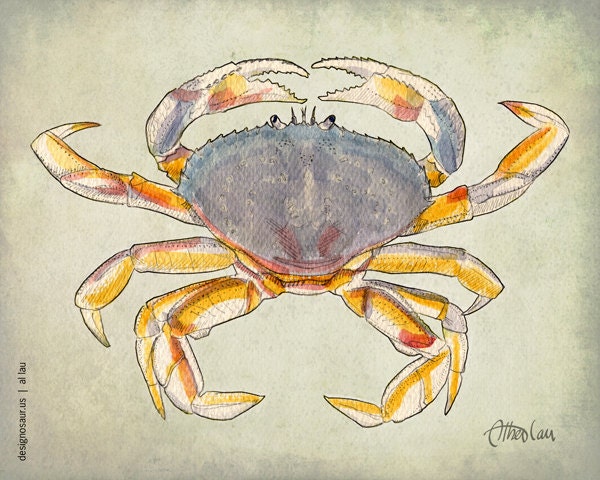 Dungenous Crab