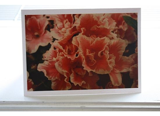 Pink Flowers Photo Greeting Card-  FREE SHIPPING