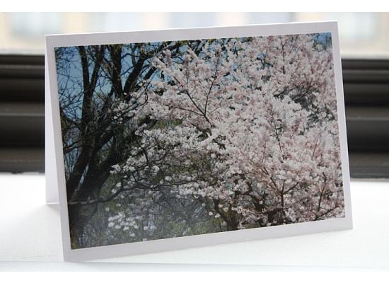 Cherry Blossoms Photo Notecard- Blank Inside- FREE SHIPPING