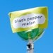 12 Black Pepper Melon Lollipops - all natural gourmet hard candy suckers