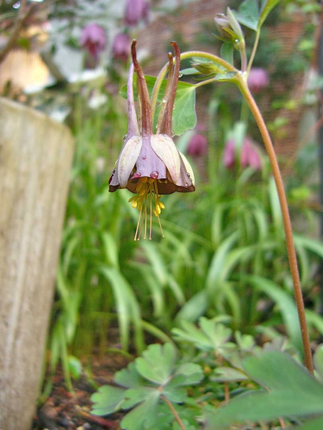 chocolate soldier plant