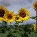 Sunflowers Singing to a Stormy Sky 8 x10" Color Print Matted