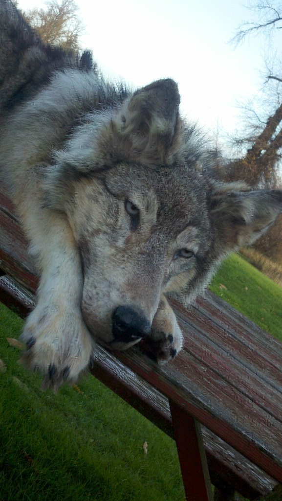 RESERVED FOR TESA Soft Sculpture Taxidermy - "Journey" Wolf Plush