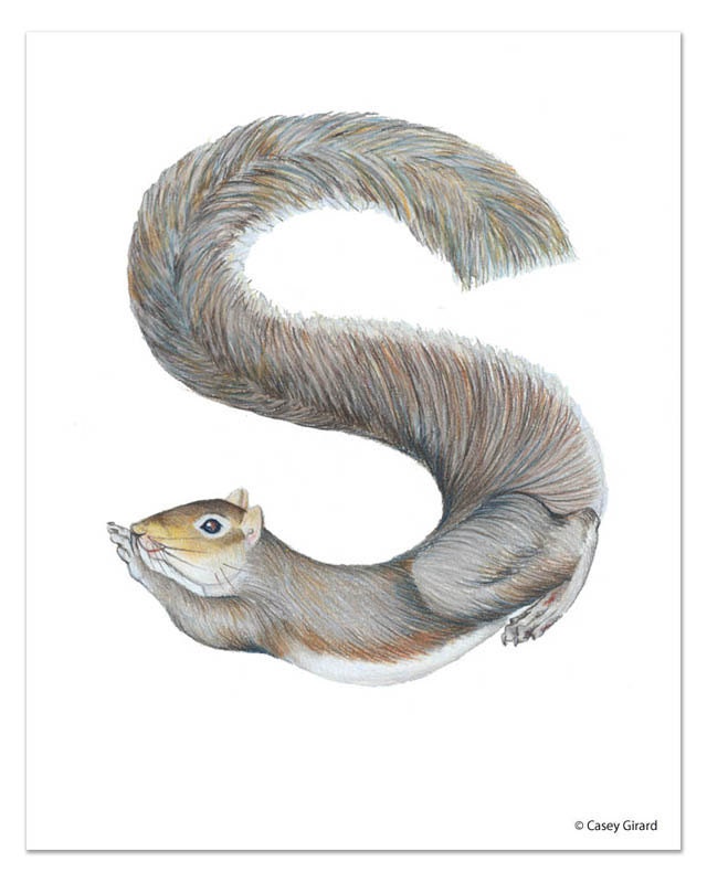 S is for Squirrel - PRINT