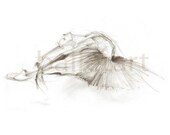 dying white swan